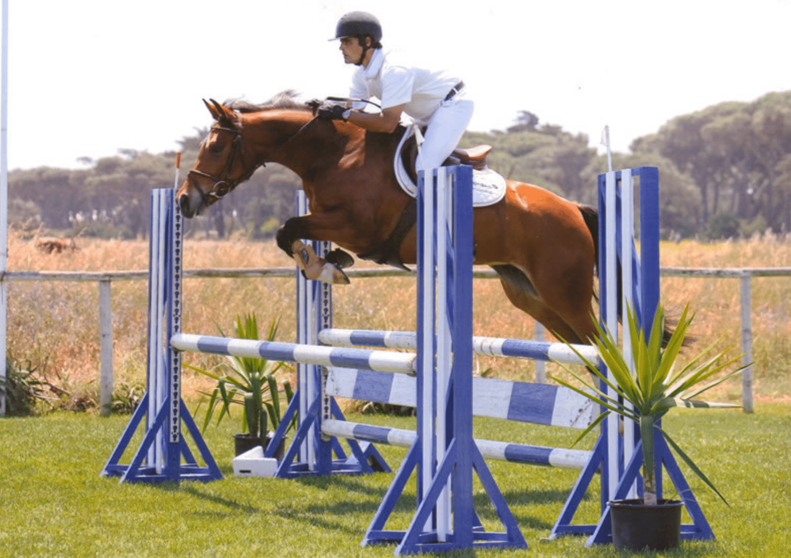 Um cavaleiro em traje branco e capacete preto salta sobre uma barreira azul e branca em um cavalo marrom durante um evento equestre ao ar livre. O fundo apresenta um campo gramado, árvores e céu limpo.